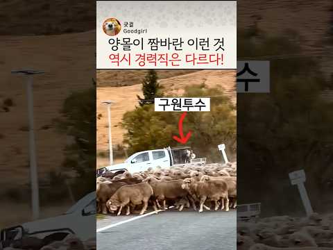 양몰이 짬바란 이런 것역시 경력직은 다르다!(양몰이 강아지의 포스) #강아지 #양몰이 #양몰이개 #반려동물
