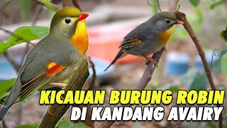 Download lagu PANCINGAN SUARA BURUNG ROBIN GACOR NGEROL DI KANDANG AVIARY | BIRD SOUND mp3