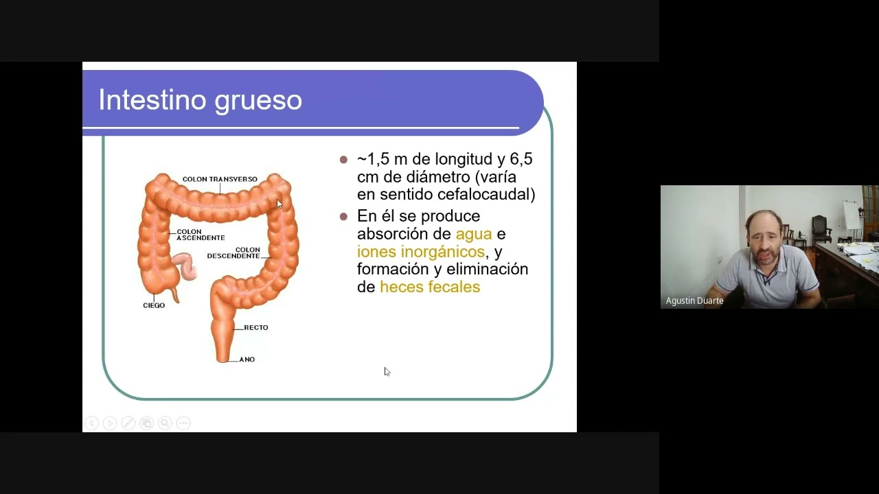 PREPARATE Nutrición - Fisiología Colonica - Prof Jorge Molinas