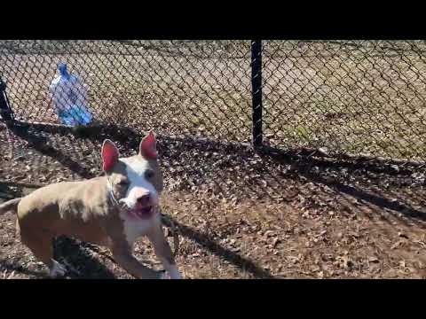 #31 Jasmine, an adoptable Pit Bull Terrier in New Haven, CT_image-1