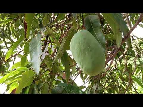 Elyroberto na cidade de Adustina Bahia num vídeo mostrando sua nova moradia