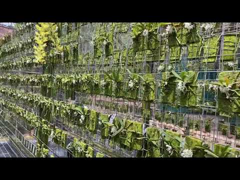 Diaphananthe millarii at Afri Orchids