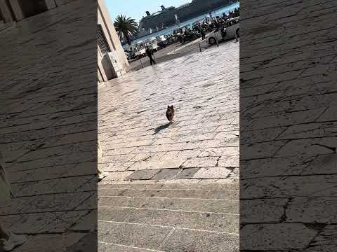 Thumbnail for Celebrity Eclipse Cruise in Split Croatia and this pretty dog 😍#viral #viralshorts #croatia #dog