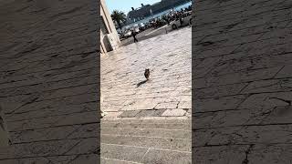 Celebrity Eclipse Cruise in Split Croatia and this pretty dog 😍#viral #viralshorts #croatia #dog