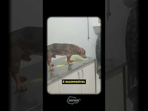 ANIMAIS MORTOS POR ENVENENAMENTO!
