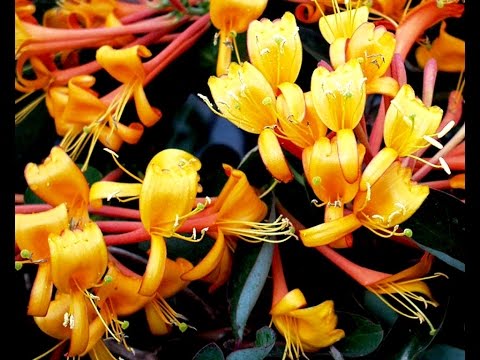 download lagu mp3 mp4 Mandarin Trumpet Honeysuckle, download lagu Mandarin Trumpet Honeysuckle gratis, unduh video klip Mandarin Trumpet Honeysuckle