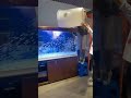 Accommodating Fish
