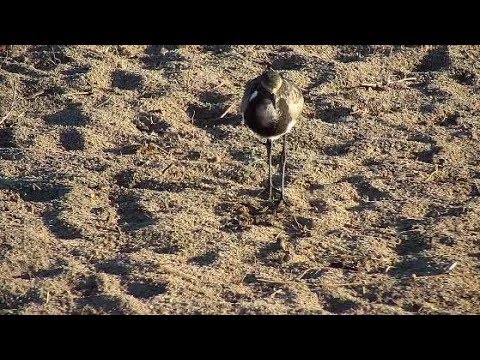 Djuma: Blacksmith Lapwing chick(teen now) - 06:46 -  09/08/19