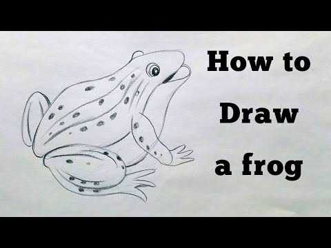 How to draw a frog | Pencil drawing