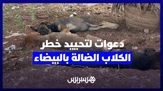 دعوات لتدخل مستعجل للسلطات المعنية.. انتشار الكلاب الضالة يقلق ساكنة بالبيضاء thumbnail