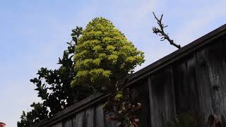 Soothing Wind & Birdsong With Gentle White Noise - 1 Hour Nap