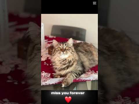 It really hurts🫠🥲#cat#sad