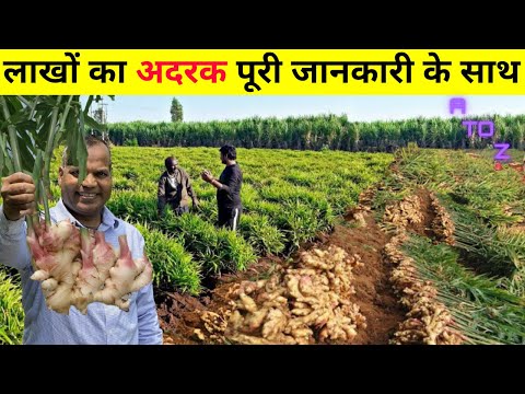 , title : 'अदरक की खेती कब और कैसे की जाती है Ginger Farming in India | Ginger Cultivation'