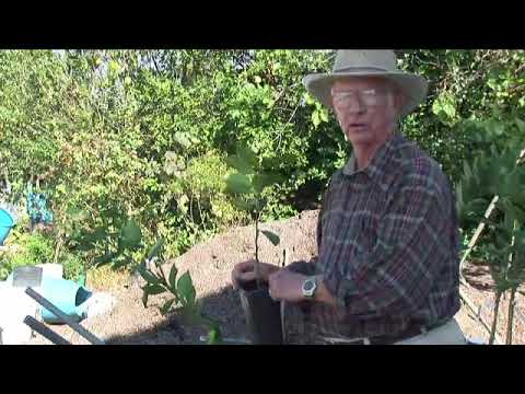 How to Graft Orange Trees