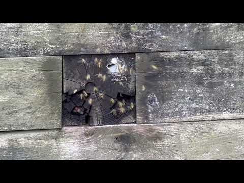 Hole in the Wall Full of Yellow Jackets in Pennington, NJ