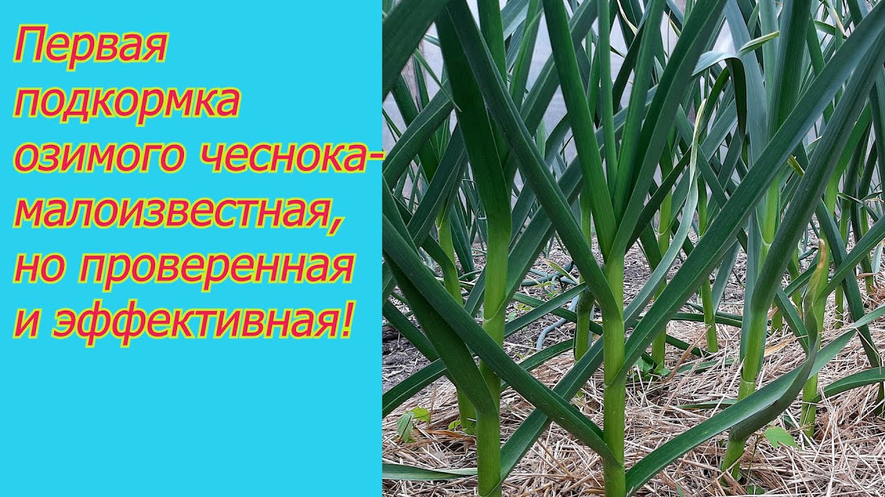 Об этой подкормке чеснока вам никогда не расскажут те, кто умеет его выращивать!