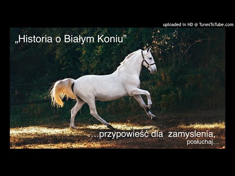 HISTORIA O BIAŁYM KONIU