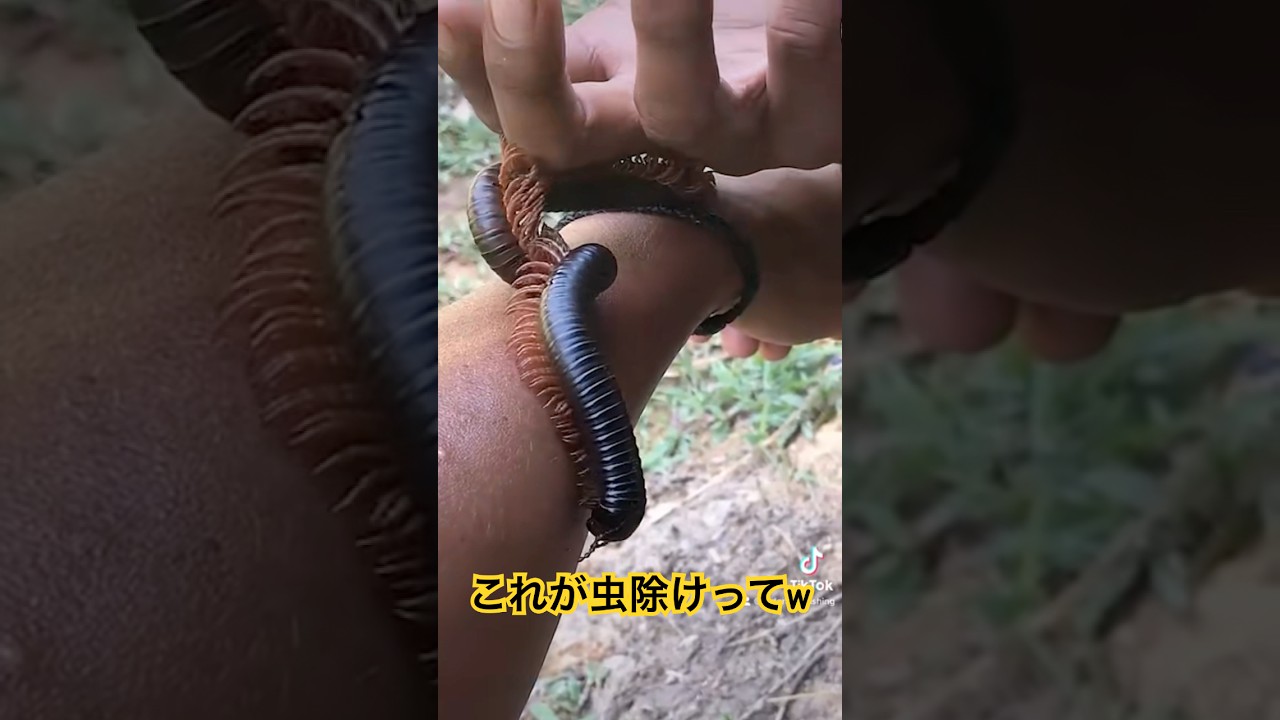 虫除けるために、もっと嫌な思いをするとか本末転倒