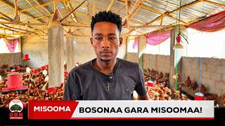 Download lagu Waamicha nagaaf owwaannee galuun hojjennee jijjiiramuuf horsiisa jirra-Dargaggoota hidhanno Hiikatan mp3