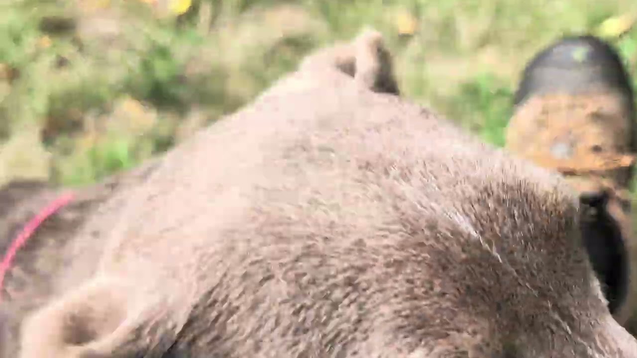 Enlarge Goose, a Adoptable mixed breed in Olympia, WA video 6/6