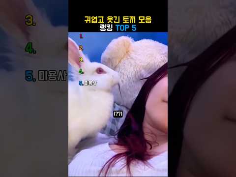 귀엽고 웃긴 토끼 모음 랭킹 TOP 5