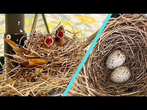 Baby Cardinal Birds Grow up in My Backyard
