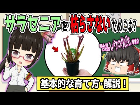 ゆっくりと学ぶ食虫植物！ サラセニアの育て方・植え替え方法の解説！【食虫植物TV】