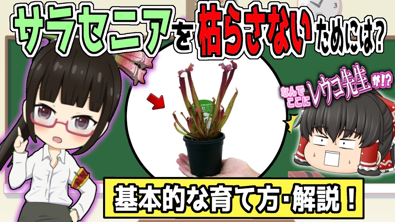 ゆっくりと学ぶ食虫植物！ サラセニアの育て方・植え替え方法の解説！【食虫植物TV】