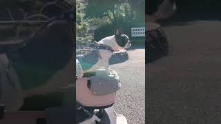 公園が楽しみすぎて前のめりになっちゃうワンコ🐶　#shorts