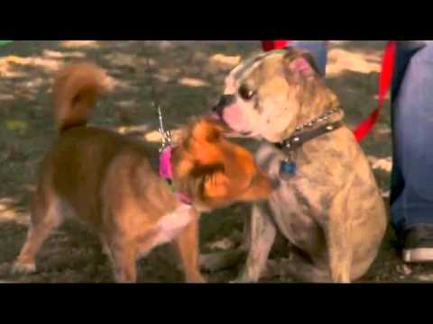 afbeelding 12 Wishes for Christmas Trailer for Movie Review at http://www.edsreview.com