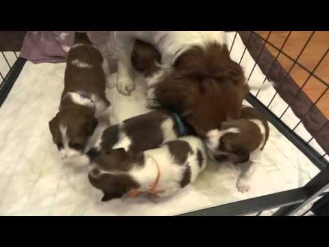 Štěňátka 18. den, kooikerhondje, "A" de Diamond Koomet