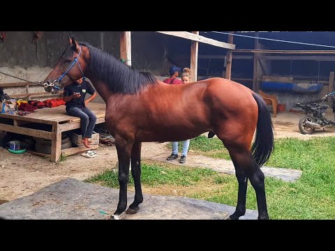 GERMAN WOMAN AMAZED BY GIANT HORSES AT JENEPONTO LOCAL STABLES