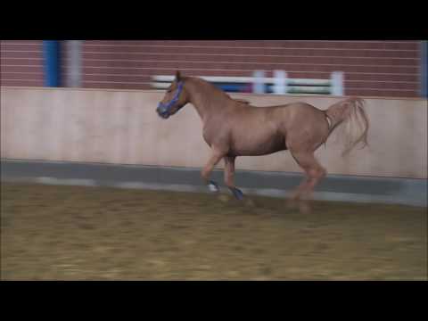 3j Wallach v. A Gorgeous