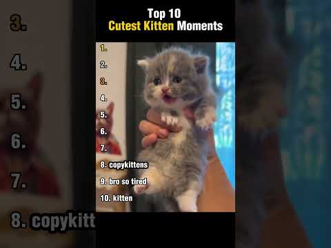Top 10 Cutest Kitten Moments