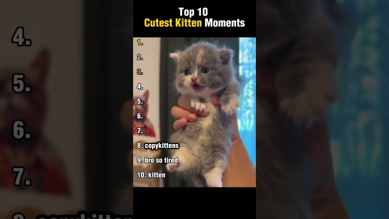 Top 10 Cutest Kitten Moments