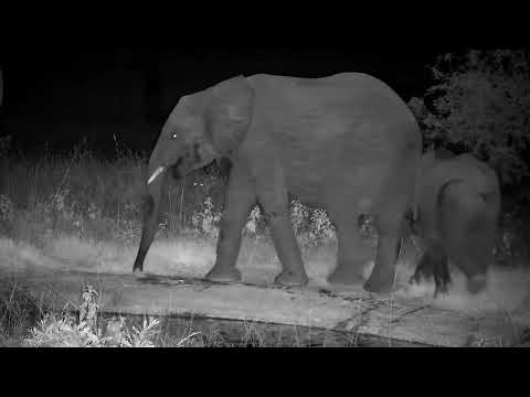Djuma: Elephants drinking at pan-watch them-a Leopard was too - 23:55 - 01/19/2023