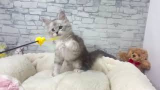 メインクーンの動画01
