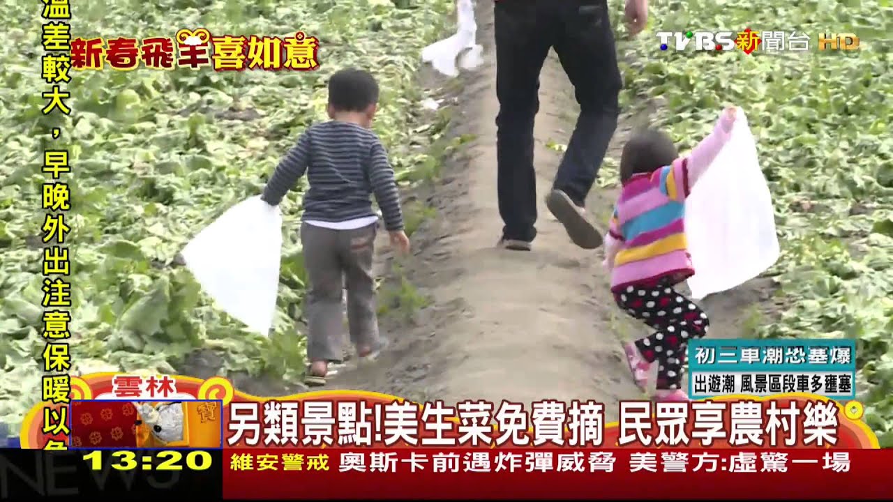 ​另類景點！美生菜免費摘　民眾享農村樂