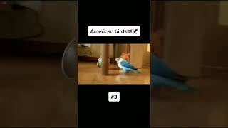 Download lagu USA vs RUSSIA | Birds in USA vs RUSSIA meme 😂 mp3 Download lagu USA vs RUSSIA | Birds in USA vs RUSSIA meme 😂 mp3