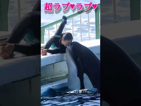 APT! Orca killer whale dance show #dolphindance #killerwhaleshow #trending #shorts #yt #viralshort