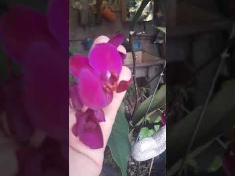 , title : 'Orquídea Phalaenopsis/Nome Ciêntífico:(Phalaenopsis spp.) [Ler Descrição]'