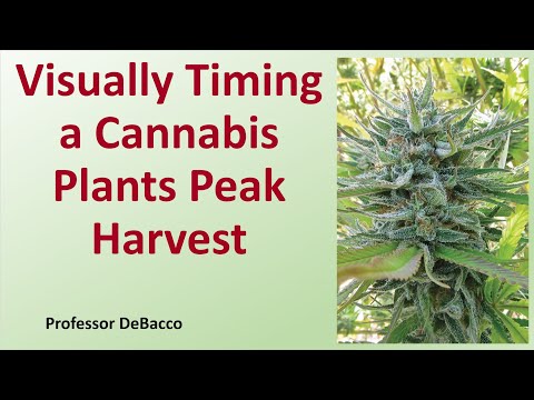 Visually Timing a Cannabis Plants Peak Harvest