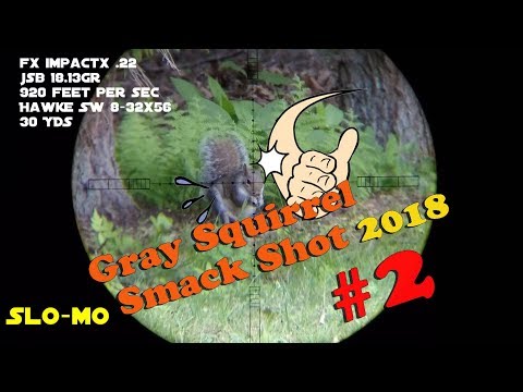 Gray Squirrel Smackshot #2 of 2018