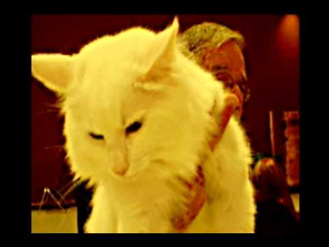 Norwegian Forest Cats at GLASS Citicats Show