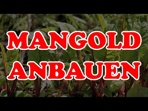 , title : 'Mangold anbauen, Gemüse anbauen für Anfänfer Selbstversorgung für Anfänger'