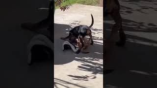 Video preview image #1 Mutt Puppy For Sale in Corona, CA, USA