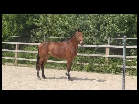 2022 Dressage gelding by Taurus (Totilas) x Schumacher (Stedinger)