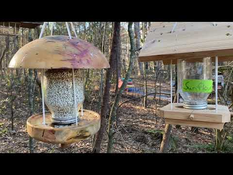 image-Do birds like safflower or sunflower seeds?