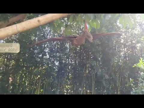 Almoço de hoje foi no pesque pague candiam em Antônio Carlos mg 20/06/2026