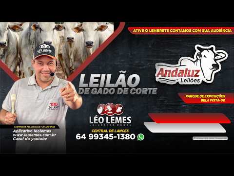 ANDALUZ LEILÕES - LEILÃO DE GADO EM GOIÁS - SEGUNDA -FEIRA I 02/03/2026